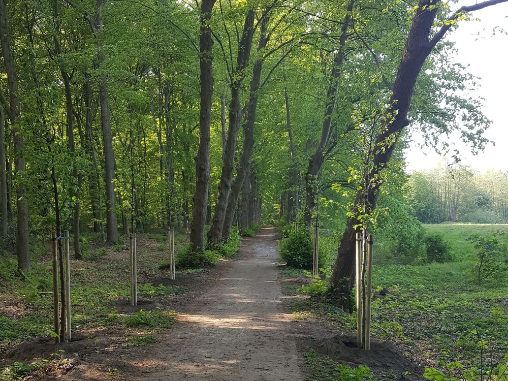 Sanierung der historischen Parkanlage Philippsburger Park in Loga 3 Lindenallee West im Philippsburger Park