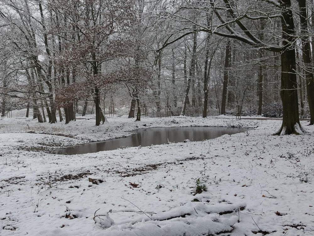 Sanierung der historischen Parkanlage Philippsburger Park in Loga 4 Teichanlage an der Großen Parkwiese